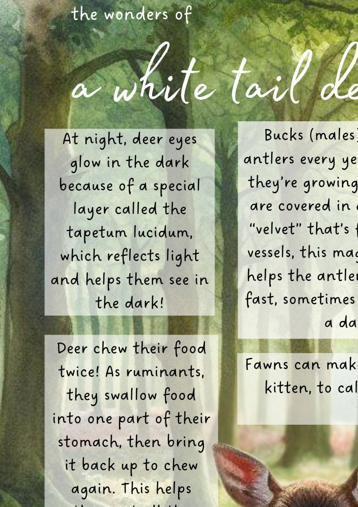 Deer