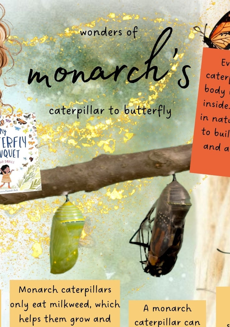 Monarch Butterfly