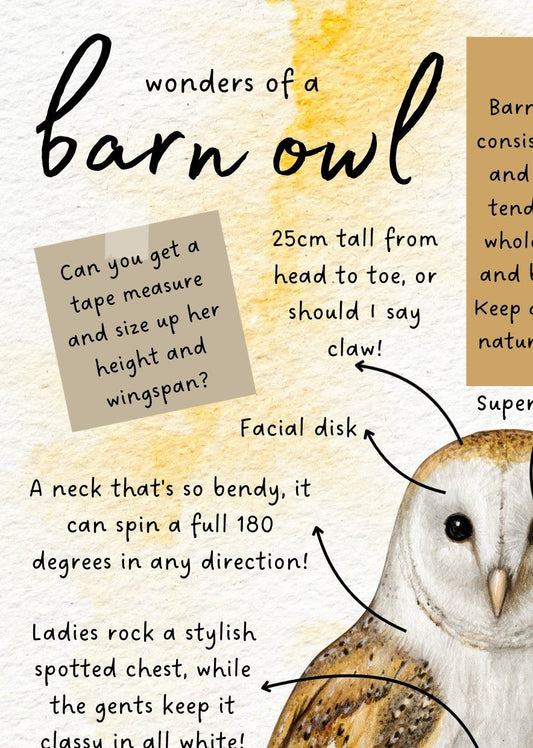 Barn Owl