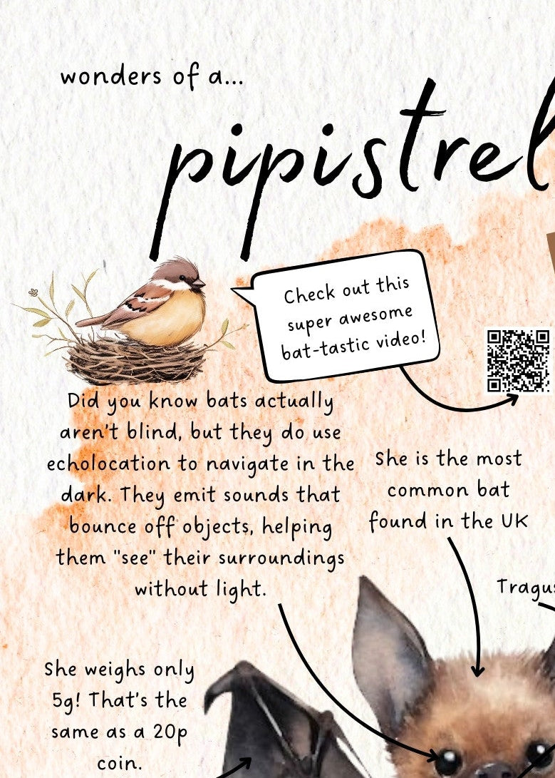 Pipistrelle Bat