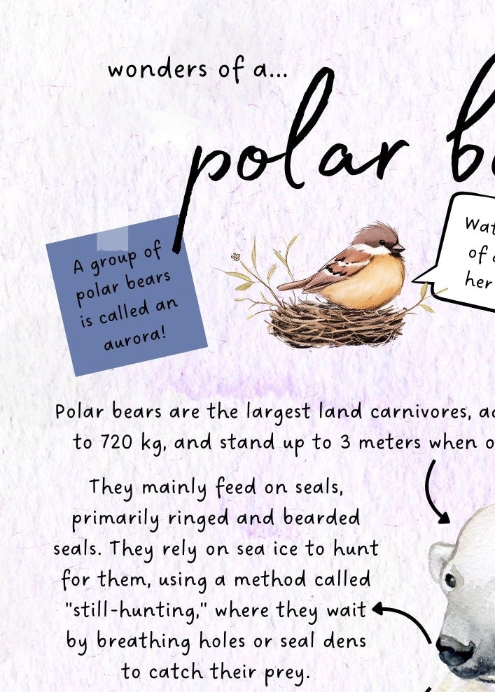 Polar Bear