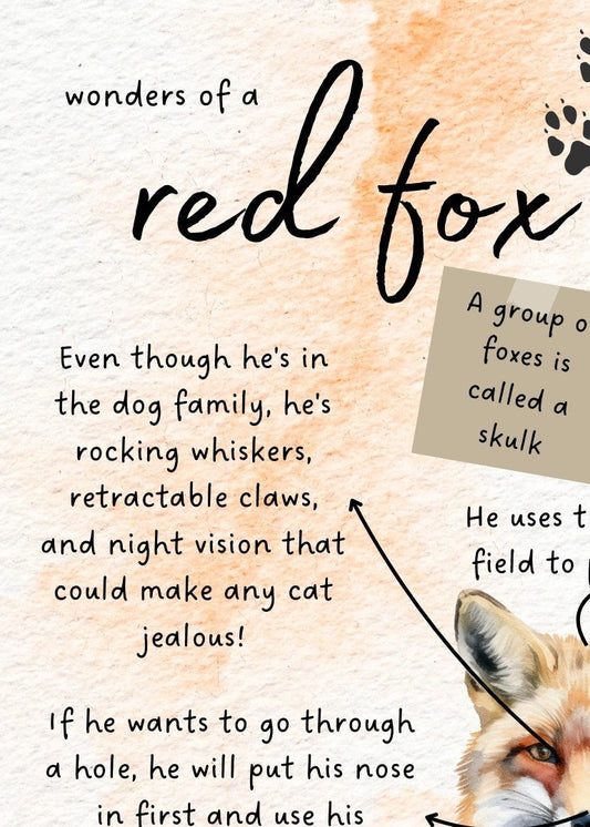 Red Fox